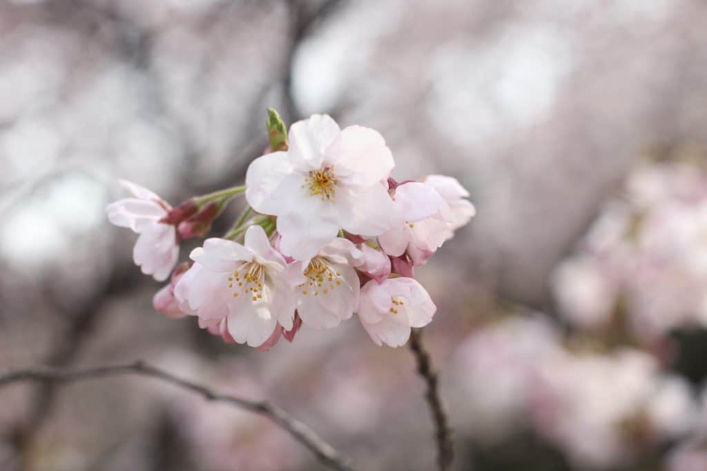 Why Are Japan's Cherry Blossom Trees Blooming in Fall?, Smart News