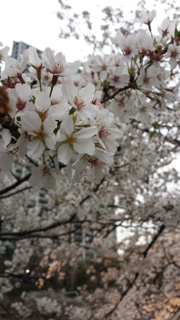 Do you know the difference between these two types of flowers