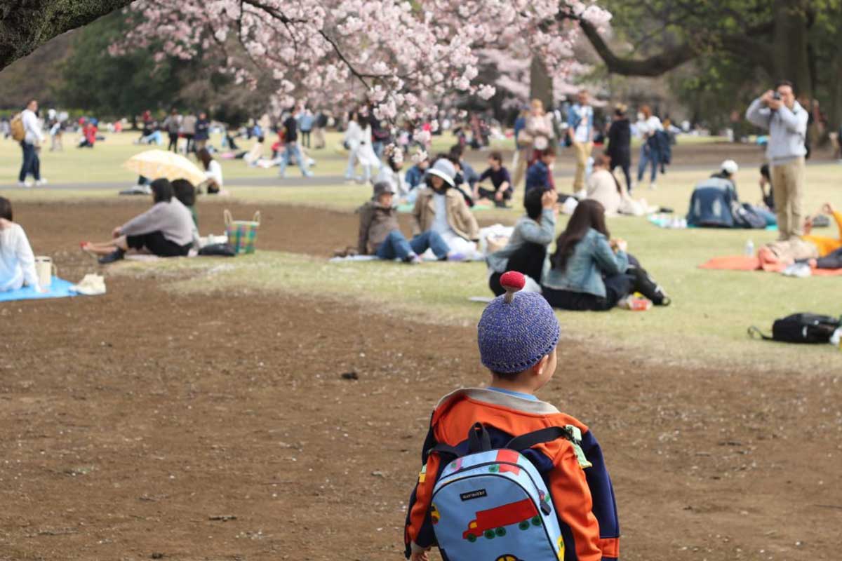 Visiting Park With the Most Cherry Blossoms, Worth It + Photos